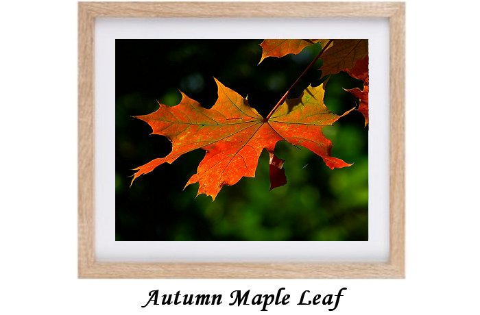 Autumn Maple Leaf